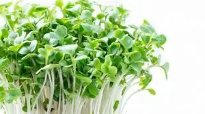 growing microgreens without soil