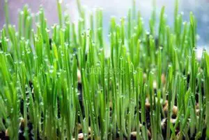 fastest growing microgreens