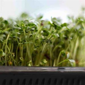 growing microgreens on a paper towel