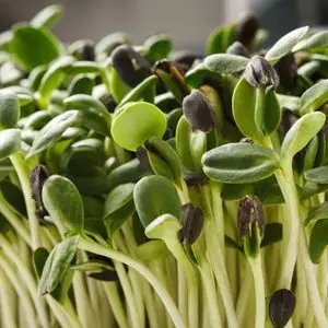 microgreen harvest from seeds